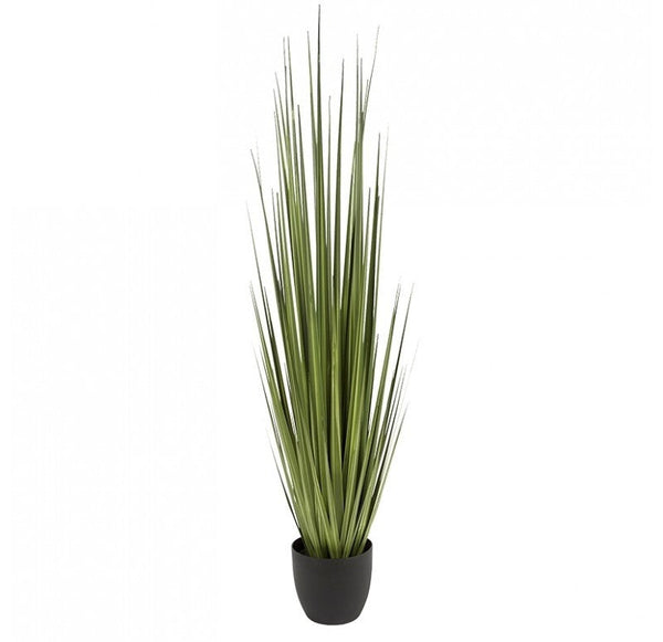 Potted Century Grass in Linear Planter, 64