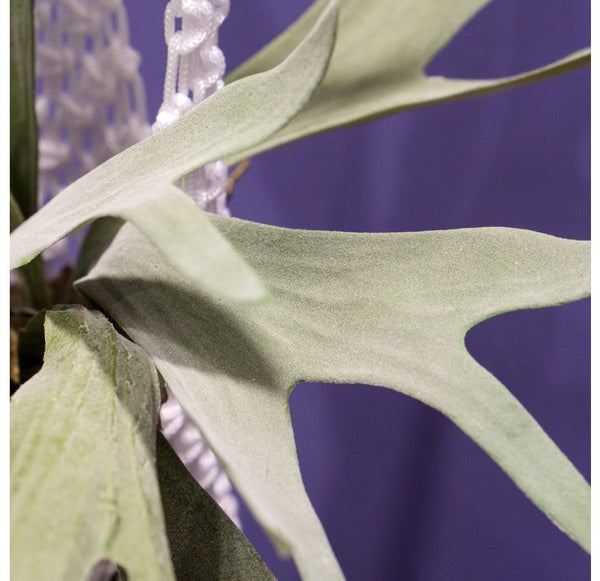 Staghorn Fern w/ Soil Ball Set of 4 by Gold Leaf Design Group | Botanicals | Modishstore-2