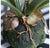 Staghorn Fern w/ Soil Ball Set of 4 by Gold Leaf Design Group | Botanicals | Modishstore-5