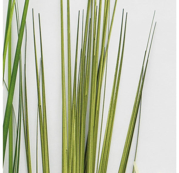 Grass: Japanese Grass in Fiberglass Cube by Gold Leaf Design Group | Botanicals | Modishstore-2