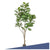 Potted, Fiddle Leaf Tree, 84
