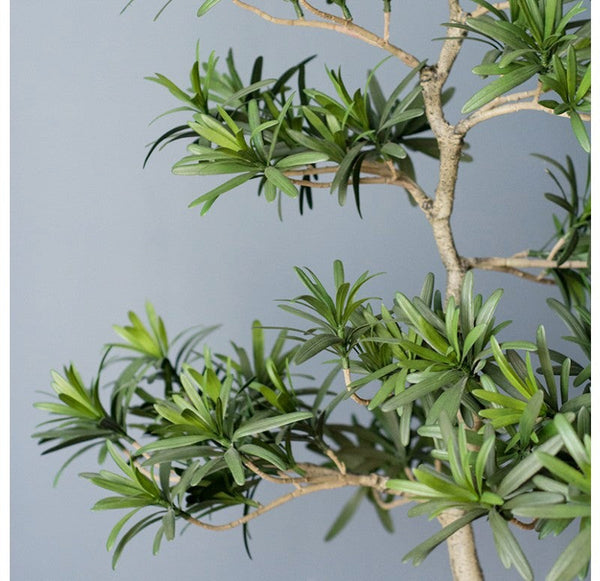 Potted, Podocarpus Tree by Gold Leaf Design Group | Botanicals | Modishstore-6