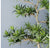 Potted, Podocarpus Tree by Gold Leaf Design Group | Botanicals | Modishstore-6