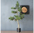 Potted, Podocarpus Tree by Gold Leaf Design Group | Botanicals | Modishstore-11