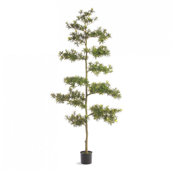 Potted, Podocarpus Tree by Gold Leaf Design Group | Botanicals | Modishstore