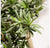 Potted, Podocarpus Tree by Gold Leaf Design Group | Botanicals | Modishstore-2