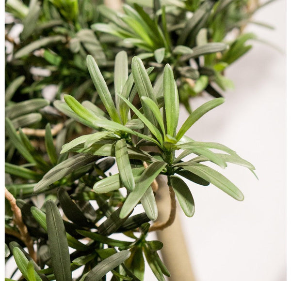 Potted, Podocarpus Tree by Gold Leaf Design Group | Botanicals | Modishstore-7