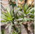 Potted, Podocarpus Tree by Gold Leaf Design Group | Botanicals | Modishstore-9