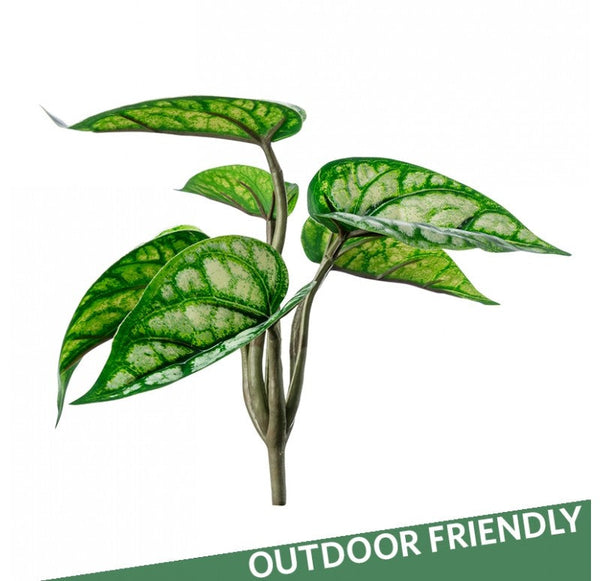 Outdoor Peperomia Bush by Gold Leaf Design Group | Botanicals | Modishstore