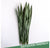 Outdoor Sansevieria Green Plant Set Unpotted Set of 2  by Gold Leaf Design Group | Botanicals | Modishstore