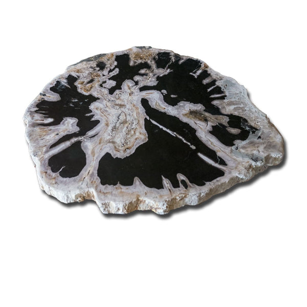 PF-1112 Petrified Wood Slab With Custom Made Base by AIRE Furniture-3
