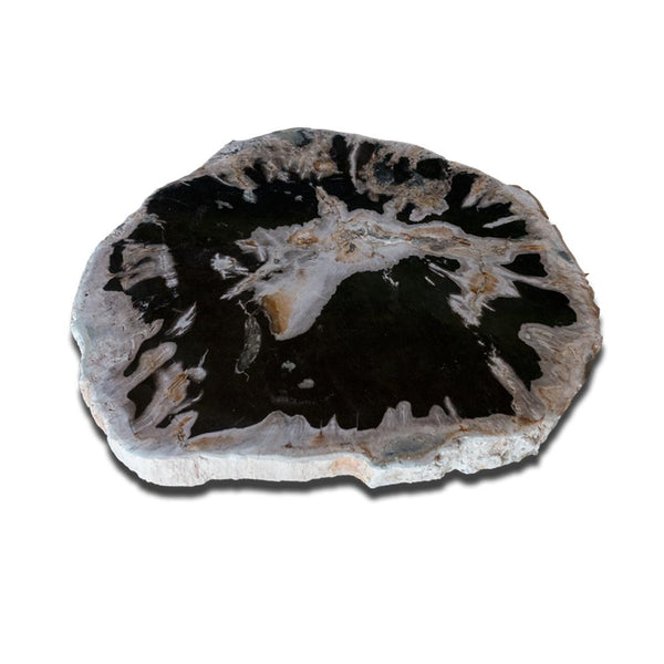 Petrified Wood Slab Use in Coffee Table | End Table PF-1114 by Aire Furniture