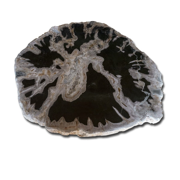 PF-1116 Petrified Wood Slab With Custom Made Base by AIRE Furniture