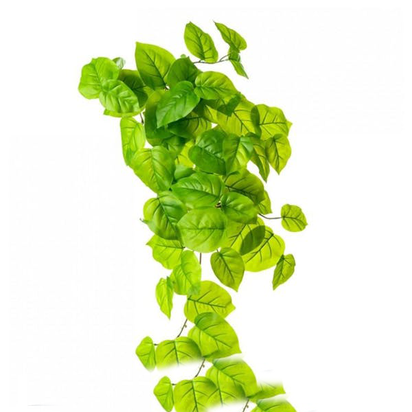 Outdoor Philodendron Bush, 25