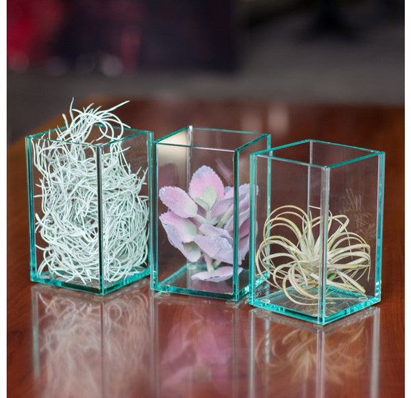 Glass Terrarium: Micro Tillandsia (Set of 4) by Gold Leaf Design Group | Glass Terrariums | Modishstore-2