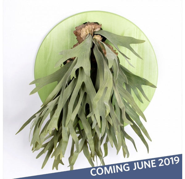 Green Wall Substrate, Staghorn Fern by Gold Leaf Design Group | Green Wall | Modishstore-2