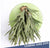 Green Wall Substrate, Staghorn Fern by Gold Leaf Design Group | Green Wall | Modishstore-2