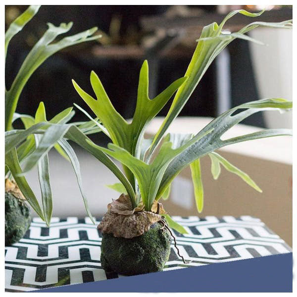 Staghorn Fern w/ Soil Ball Set of 4 by Gold Leaf Design Group | Botanicals | Modishstore