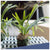 Staghorn Fern w/ Soil Ball Set of 4 by Gold Leaf Design Group | Botanicals | Modishstore