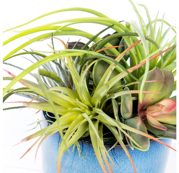 Urban Mix in Geode Planter by Gold Leaf Design Group | Planters, Troughs & Cachepots | Modishstore-7