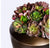Succulent Mix Burgundy in Barrel Planter, SM by Gold Leaf Design Group | Botanicals | Modishstore-3