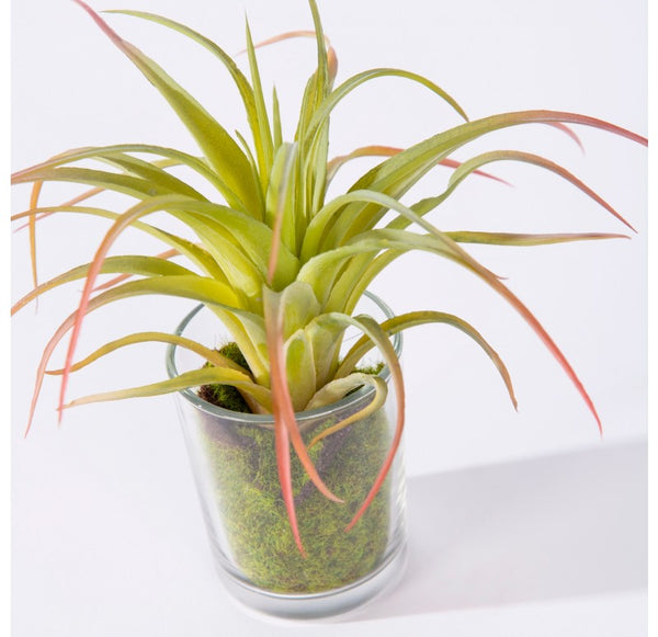 Urban Mix, Set of 2 by Gold Leaf Design Group | Botanicals | Modishstore-2