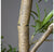 Potted, Fiddle Leaf Tree, 84
