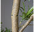 Potted, Podocarpus Tree by Gold Leaf Design Group | Botanicals | Modishstore-4