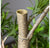 Potted, Podocarpus Tree by Gold Leaf Design Group | Botanicals | Modishstore-3