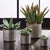 Gilded Alicante Pots-Set of 4 By Napa Home & Garden