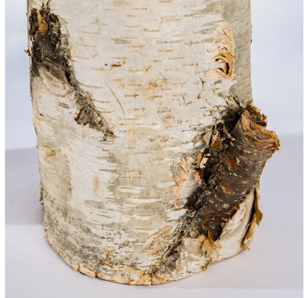 Birch Log Set of 5 by Gold Leaf Design Group | Fireplace Accessories | Modishstore-4