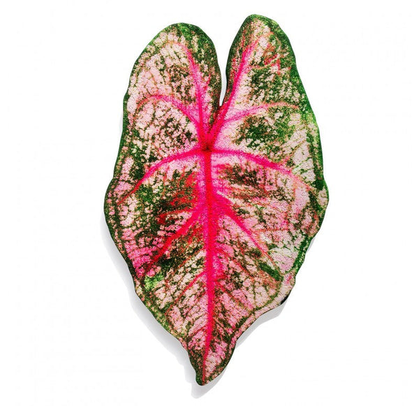 Mosaic Begonia Escargot Wall Art, 26