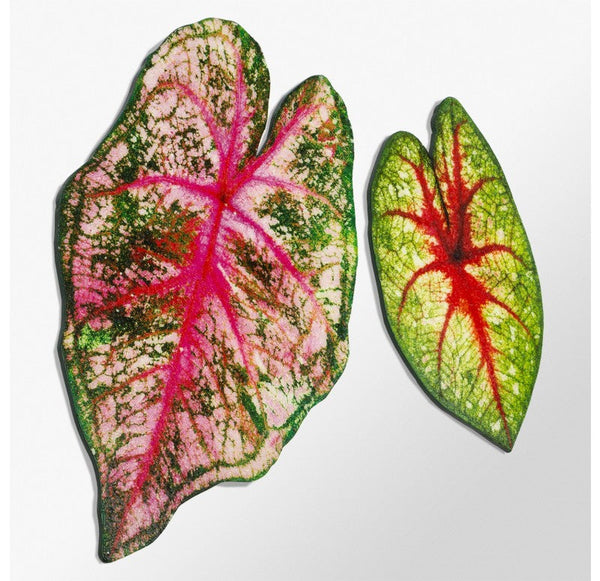 Mosaic Caladium Green Wall Art, 24