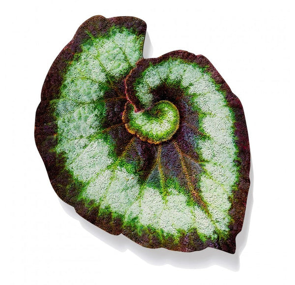 Mosaic Begonia Escargot Wall Art, 26